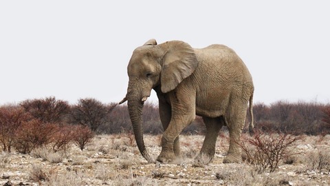 africa-1170103_1280
