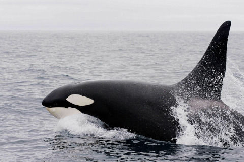 killer-whale-1945421_1280