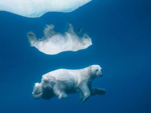 paul-nicklen-polar-bear_4049_600x450