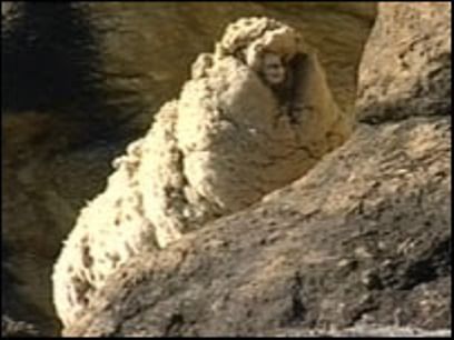 _40056499_shrek203