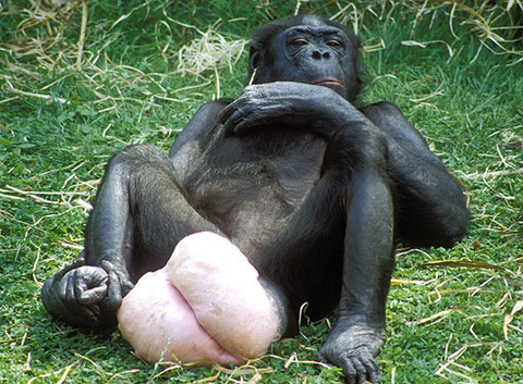 bonobo_full_estrus
