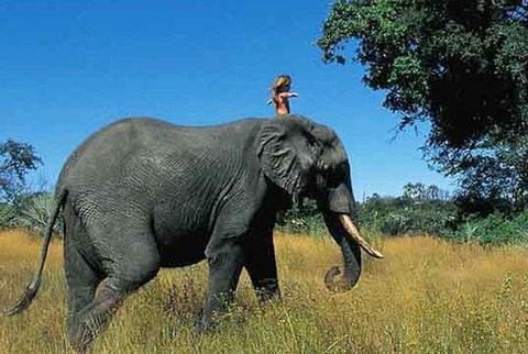 tippi-africa-8