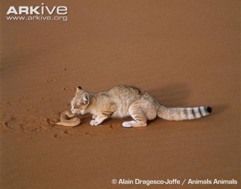 Sand-cat-feeding-on-viper