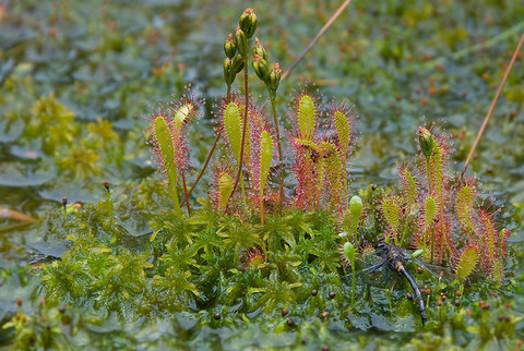 drosera sundew 11