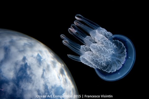 1st-wa-ocean-art-2015-francesco-visintin-700