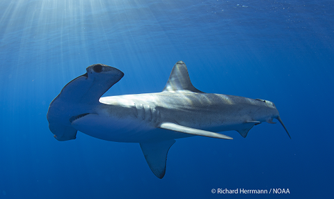 RH-hammerhead