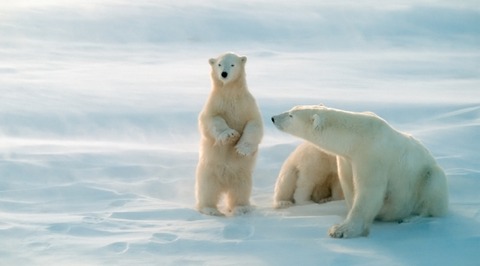 polar_bears