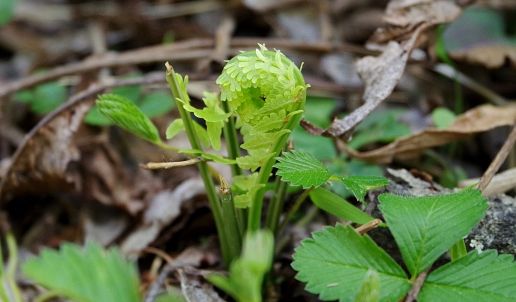 こごみ 山の野菜 ひかたま 光の魂たち