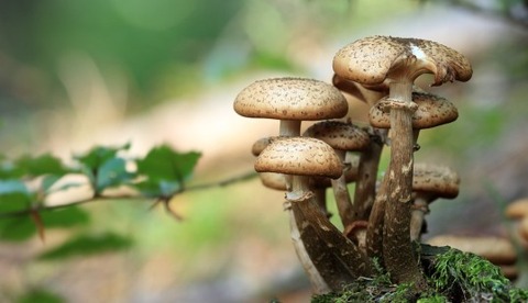 mushrooms-548360_960_720