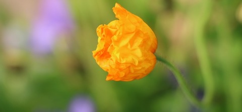 IMG_4684