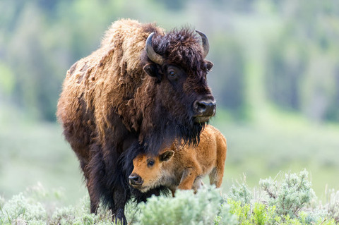 bison1a00008800c28f47