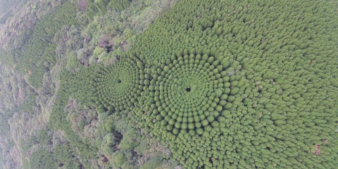 circle-trees-japan-crop-circle-1