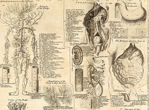 Anatomica2