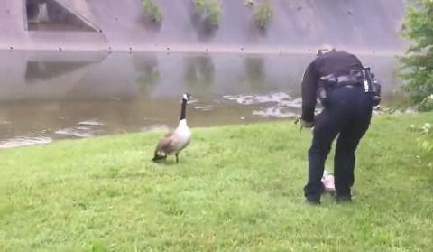 goosefs