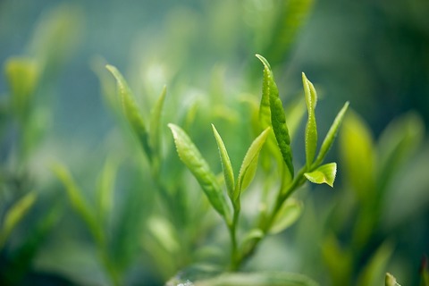 tea-2657301_1280