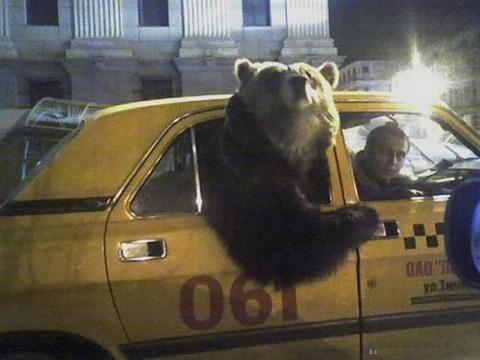 russia-bears-streets-14