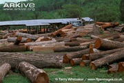 Big-leaf-mahogany-in-lumberyard