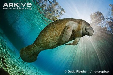 Florida-manatee-underwater-viewed-from-below