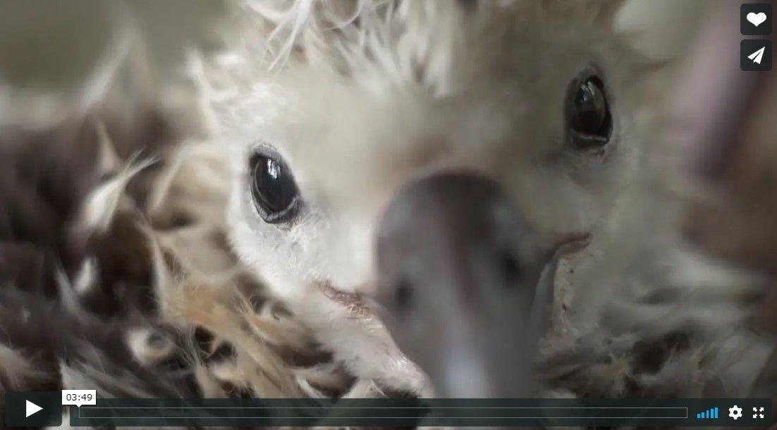 人間の汚染で犠牲になるアルバトロスの幼鳥たち ひかたま 光の魂たち