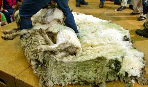 shrek-the-sheep-4[2]