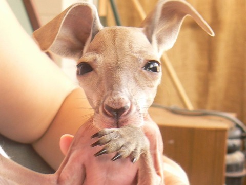 HT_Roger_Kangaroo_baby_mm_150610_4x3_992