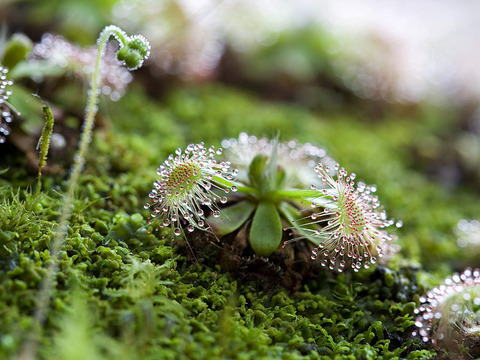 drosera sundew 9