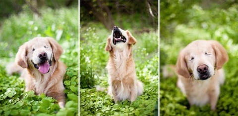 dog2smiley