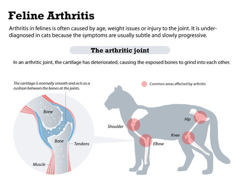 Feline-Arthritis-in-Cats-Cannabidiol-CBD-Treatment-Pets