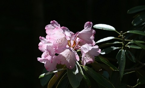 sIMG_0860