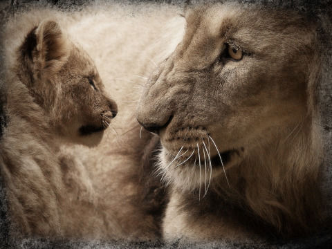 lion-567036_1280