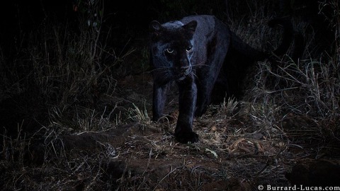 _105626716_willbl-black-leopard-1