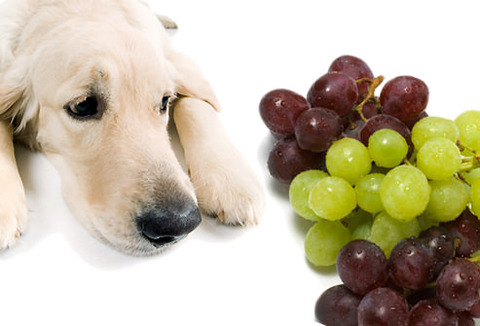 dogs-and-grapes