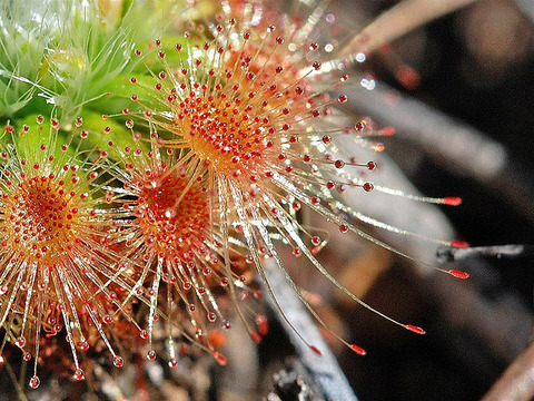 drosera sundew 10