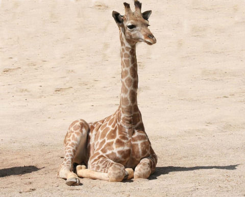 giraffe-1024589_1280