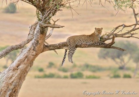 Leopard-in-Tree