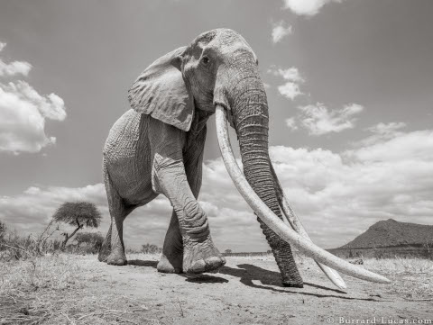 will-burrard-lucas-elephant-queen-1