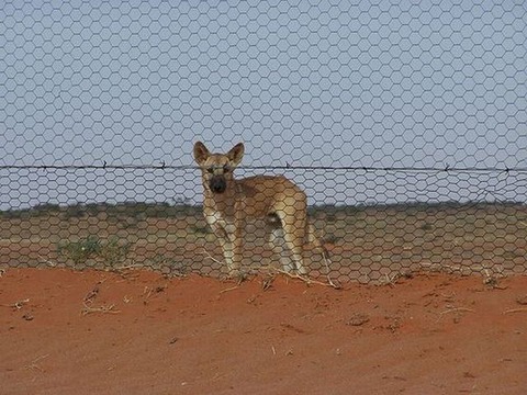 longest_fence_03