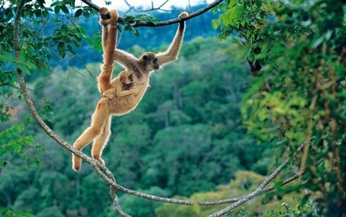 IUCN-3