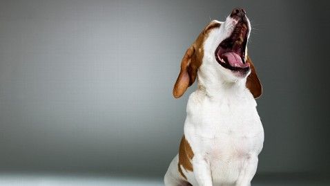 gty_dog_yawn_ll_121025_wblog