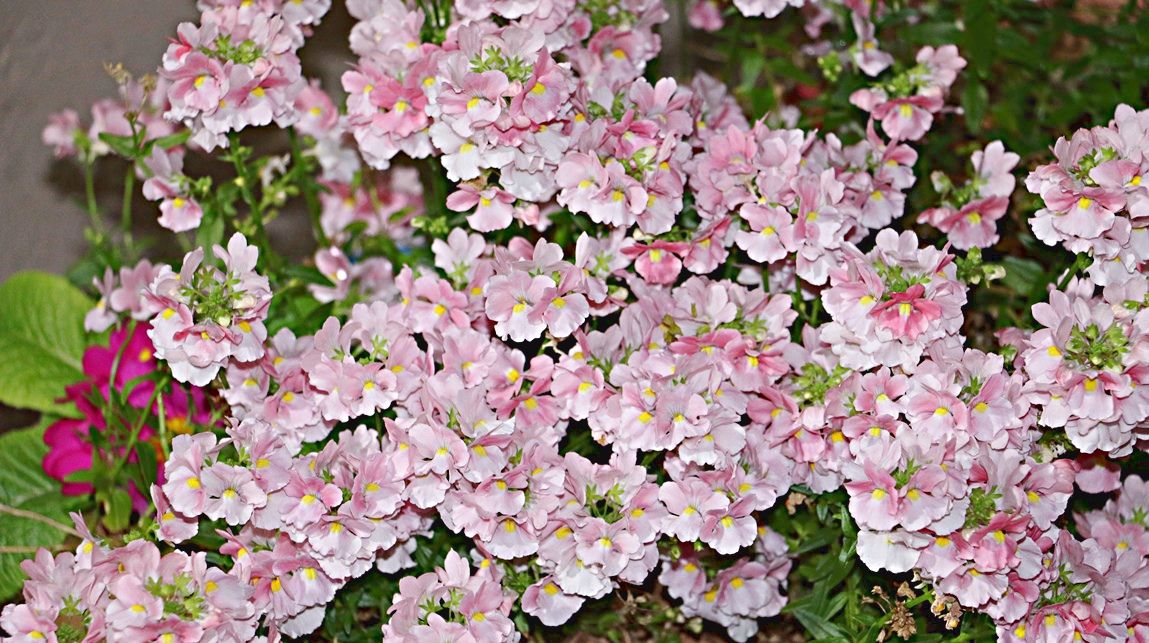 緑の指 と花 ひかたま 光の魂たち