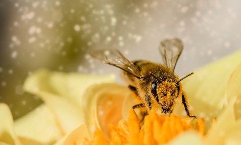 bee-1726659_1280