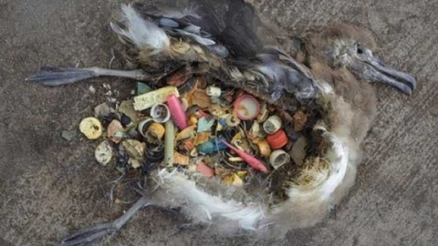 default-1464367250-2119-seabirds-are-eat