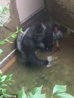 ゴリラ射殺 ひかたま 光の魂たち