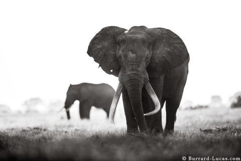 will-burrard-lucas-elephant-queen-13