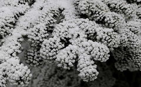 2IMG_9880
