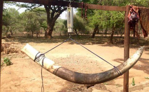 big-tusker-shot