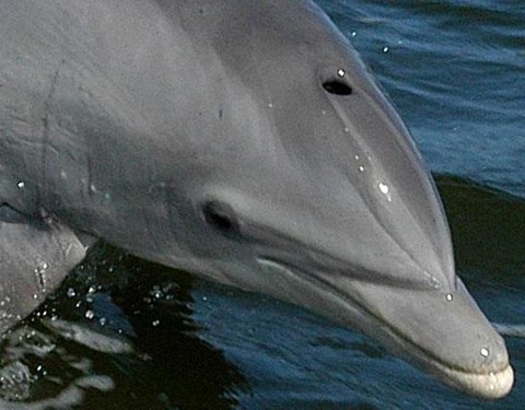 Bottlenose_Dolphin