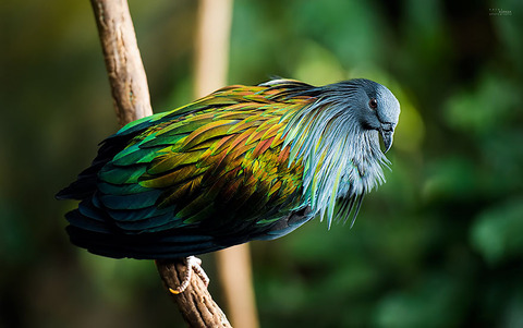 nicobar-pigeon-colorful-dodo-relative-3-1