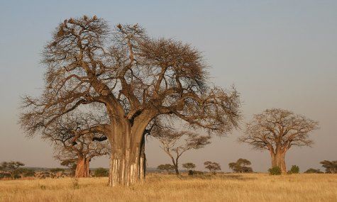 1024px-Adansonia_di