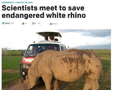 rino11